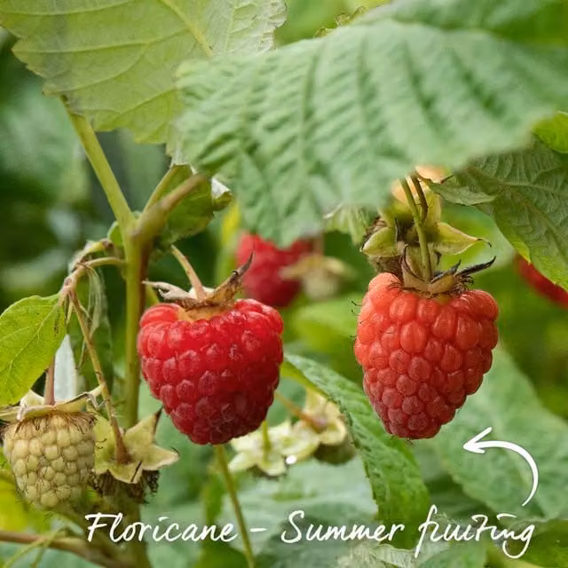 Marshalls Garden Glen Ample Red Raspberry Fruit Bush, 250 g