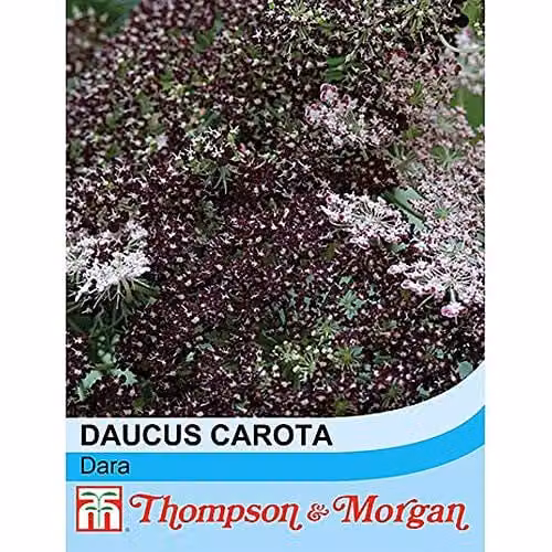 Thompson and Morgan Daucus carota Dara Wild Carrot Hardy Annual Flower Seeds, 75 Seeds per Packet