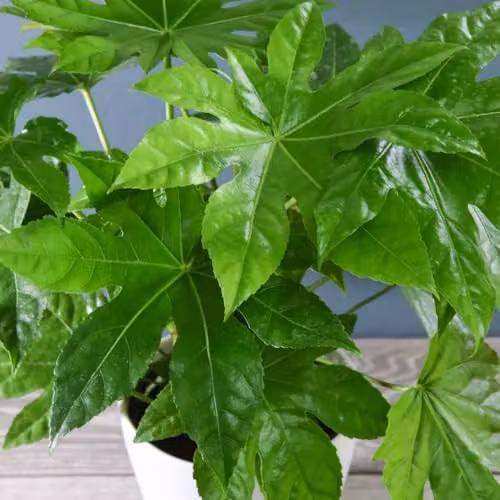 Thompson & Morgan Fatsia Japonica Evergreen Ornamental Shrub with White Flowers and Black Seedpods, 2 x 17cm Potted Plants – 2