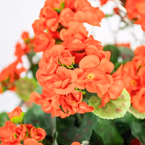 Primrose Red Artificial Geranium Flowers in a Rattan Hanging Basket, Diameter: 30 cm – 3
