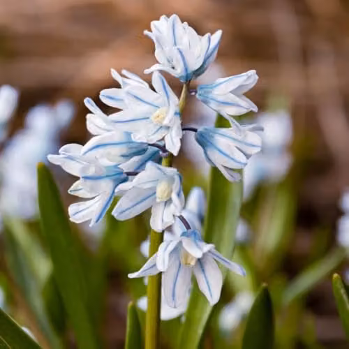 YouGarden Puschkinia libanotica Spring Flower Bulbs, 60 Bulbs, Blue, White and Multicolour – 1