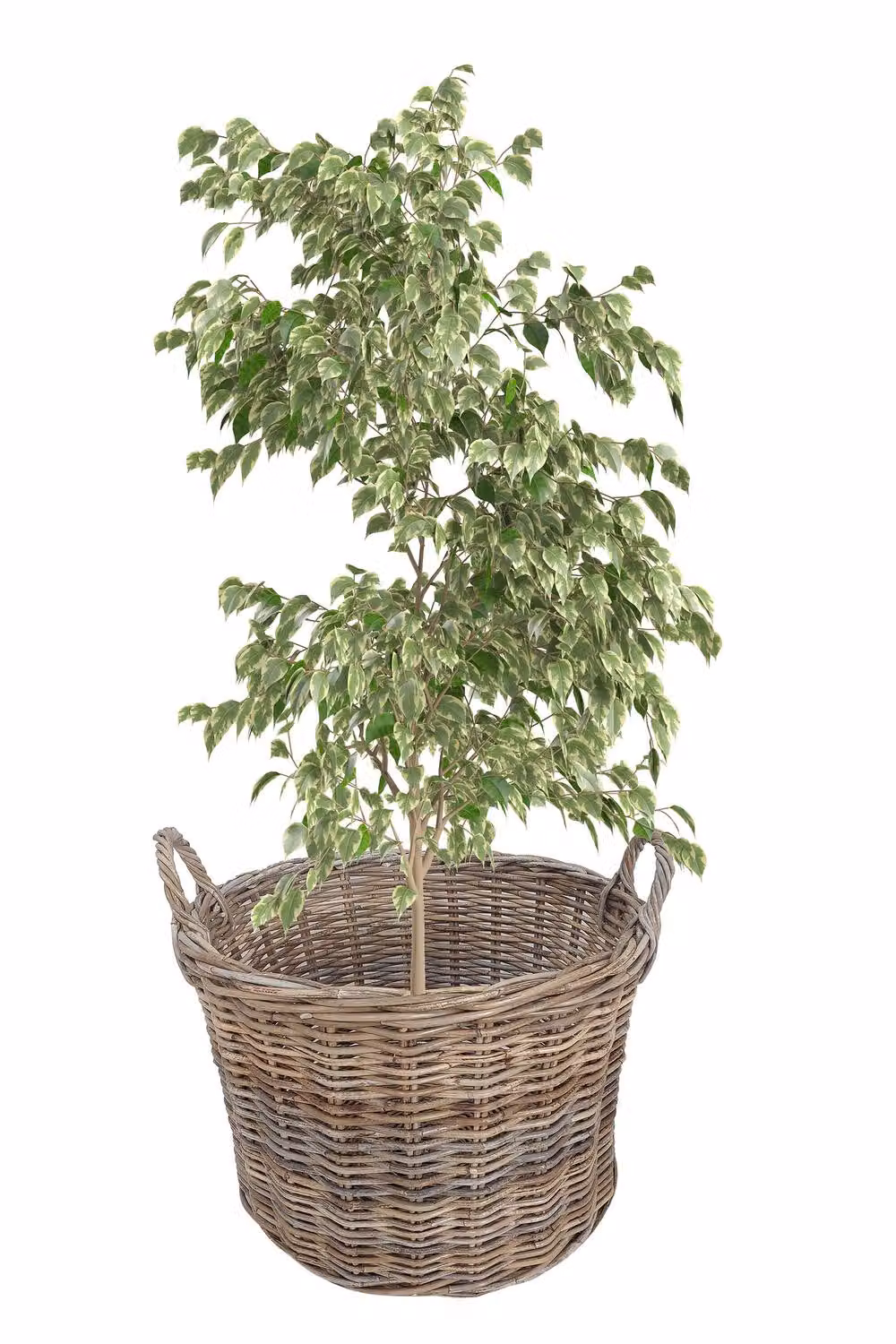 Dibor Large Round Grey Rattan Indoor Planter Basket with Handles – 2