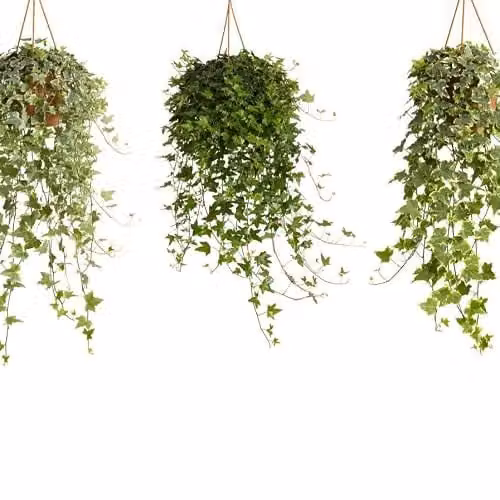 Thompson & Morgan Hedera Helix Mix Evergreen Ivy, Green and Variegated Foliage, 1x 19cm Potted Plant