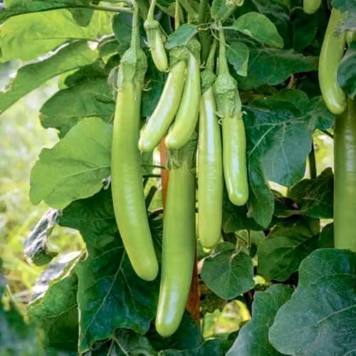 Thompson & Morgan Aubergine Green Knight F1 Seeds, Rare Asian Variety, 6 Seeds