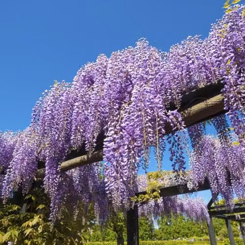 Thompson and Morgan Wisteria Sinensis Climbing Shrub, 3 x 9cm Potted Plants, Blue-Purple Blooms