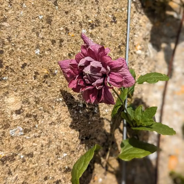 Plants By Post Clematis viticella Purpurea Plena Elegans Purple Outdoor Climbing Plant