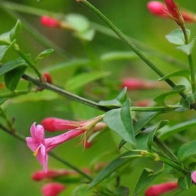Direct Plants Red Jasmine Jasminum Climber Fragrant Plant in 7.5L Pot