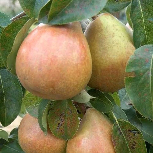 Thompson & Morgan Patio Fruit Tree Collection of Apple, Pear and Cherry Varieties, 5 x 9cm Potted Plants – 2