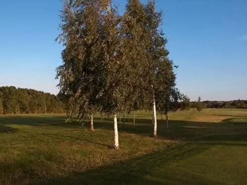 F&G Supplies Silver Birch Betula Pendula Deciduous Field Grown Hedging Plants, 20 Pack, Height: 90-120 cm