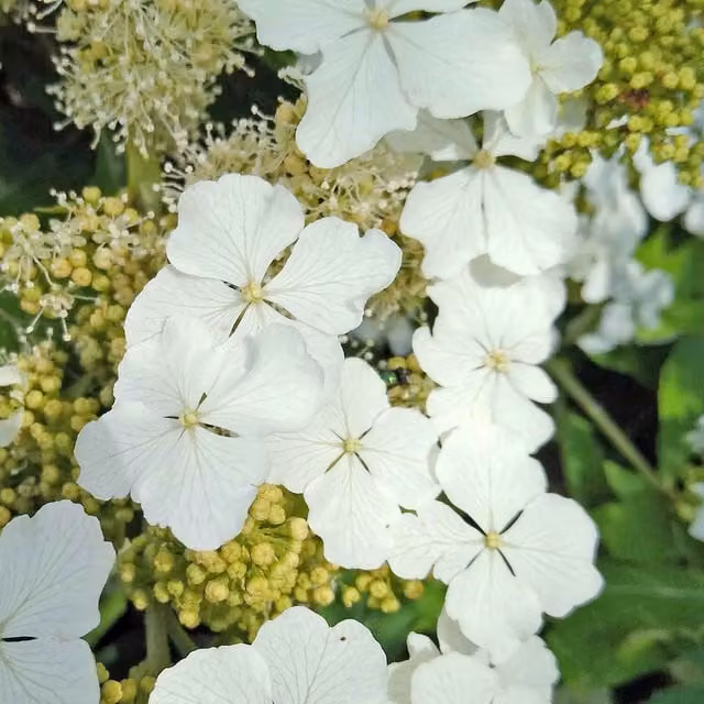 Marshalls Hydrangea quercifolia Ice Crystal White and Purple Ornamental Shrub