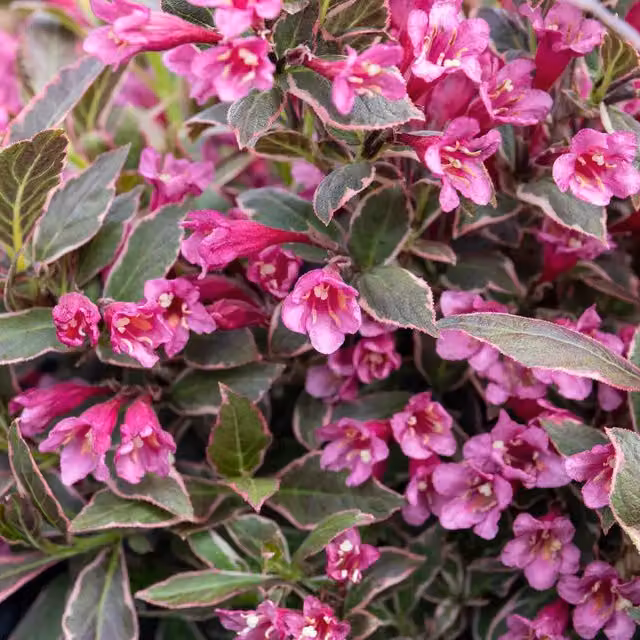 Marshalls Garden Weigela florida All Summer Monet Pink Ornamental Shrub