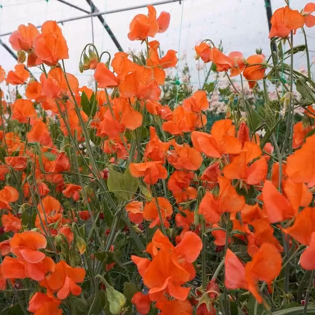 Unwins Prince of Orange Sweet Pea Seeds, Fragrant Grandiflora, 21 Seeds, Orange and Pink