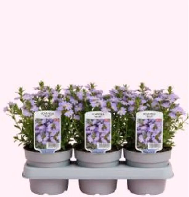 Plants By Post Scaevola Blue Fan Flower Bedding Plants, 3 Potted Plants