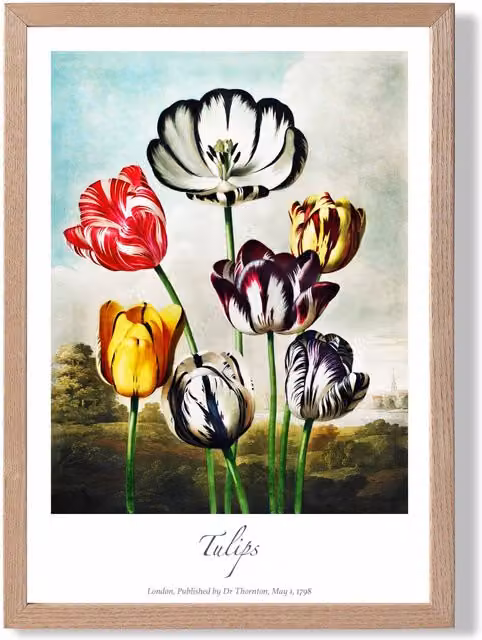 ARTZE Vintage Floral Tulip Flowers Framed Print, Multicolour Paper Poster with Red Oak Frame, W: 21.0 cm, H: 29.7 cm