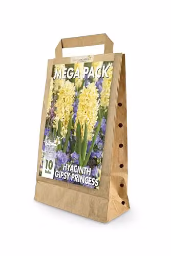 GreenBrokers Hyacinth Spring Flower Bulbs, Gipsy Princess Yellow, 10 x 10 g – 1