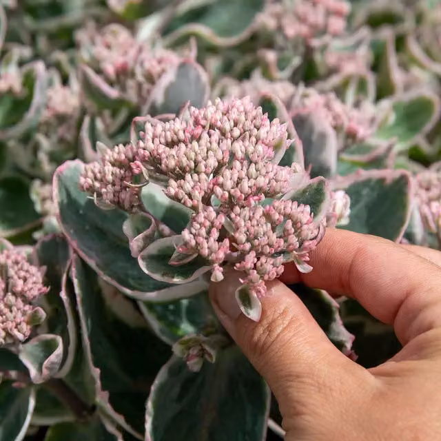 Marshalls Sedum Seduction La Vie en Rose Pink Perennial Plant in 9cm Pot