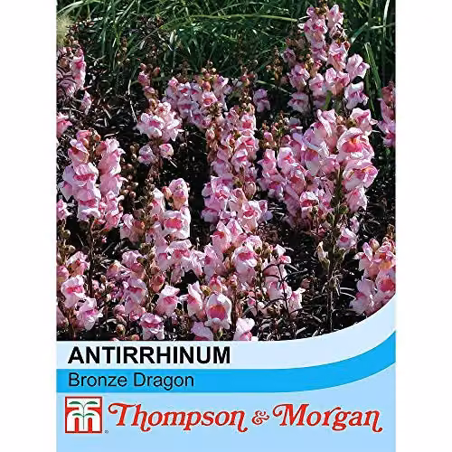 Thompson and Morgan Antirrhinum Bronze Dragon Flower Seeds, 100 Seeds per Packet – 2