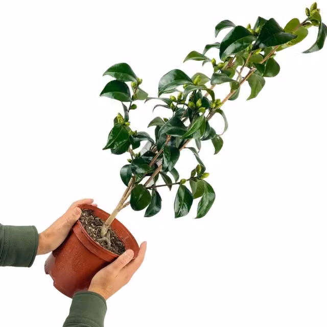Plants By Post Pink Camellia Japonica Evergreen Ornamental Tree in 3L Pot