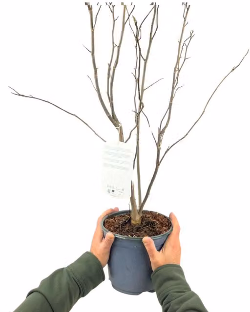 Plants By Post Magnolia Susan Fragrant Deep Pink Deciduous Spring Tree