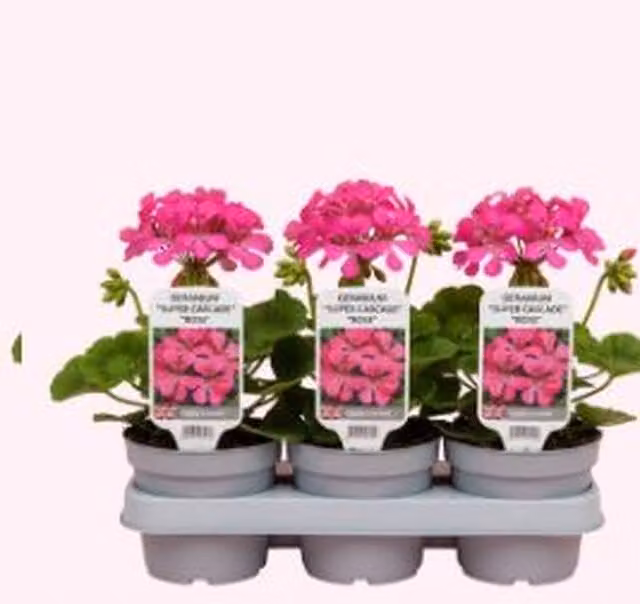Plants By Post Geranium Super Cascade Rose Pink, 3 Potted Bedding Plants