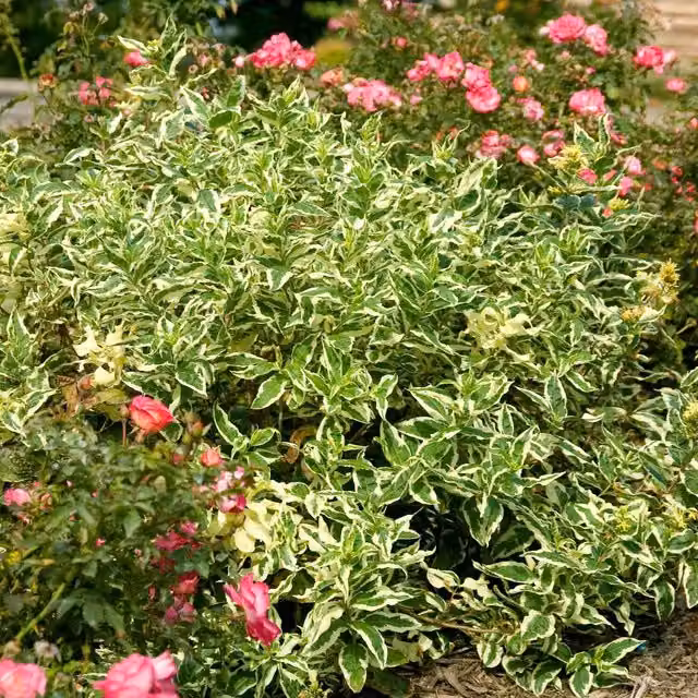 Marshalls Garden Diervilla Sessilifolia Cool Splash Ornamental Shrub, Green, White and Yellow