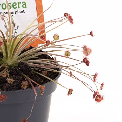 Thompson and Morgan Drosera Paradoxa Carnivorous Indoor House Plant, 1 x 9cm Potted Plant – 3