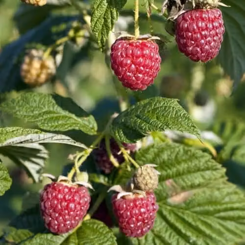 Thompson & Morgan Little Sweet Sister Patio Raspberry Plant, Autumn Fruiting Red Berry Bush, 3 Litre Pot – 3