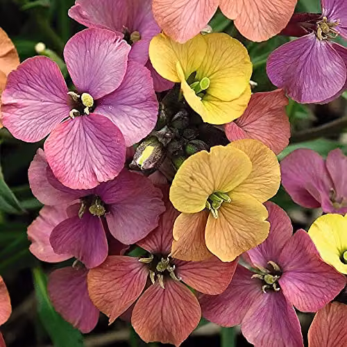 Thompson and Morgan Erysimum Artist Paintbox Hardy Perennial Flowering Garden Plants, 3 x Jumbo Plug Plants, Multicolour – 2