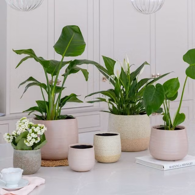 Ivyline Celeste Ceramic Planter in Dusky Pink, H: 21 cm, D: 26 cm