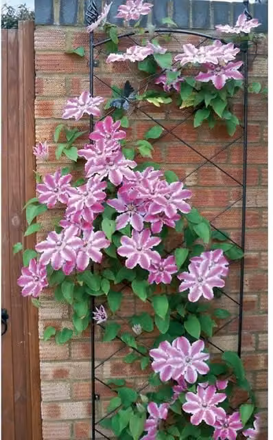 Poppyforge Regent Steel Wall Trellis Decorative Garden Plant Support in Black, H: 164 cm, W: 52 cm – 1