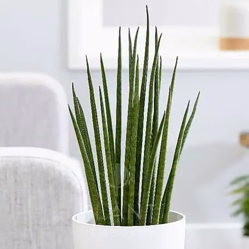 Plant Theory Sansevieria Bacularis Mikado Snake Plant with 12cm Gold and Green Plastic Pot, Height: 40 cm