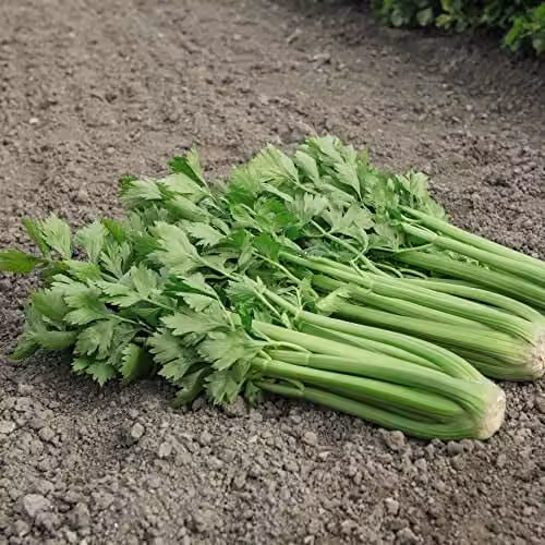 Thompson and Morgan Tango F1 Hybrid Self-Blanching Celery Seeds, Approx. 75 Seeds