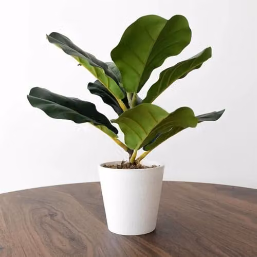 Leaf UK Realistic Artificial Fiddle Fig Potted Plant, Green, Height: 38 cm – 4