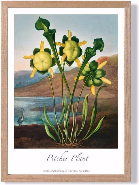 ARTZE Vintage Floral Pitcher Plant Framed Print with Oak Frame, Yellow and Multicolour, A2
