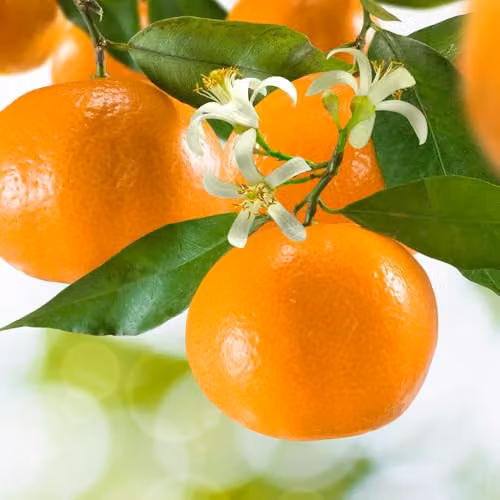 YouGarden Citrus Mandarin Fruit Tree in 4 Litre Pot, 80cm Tall – 3