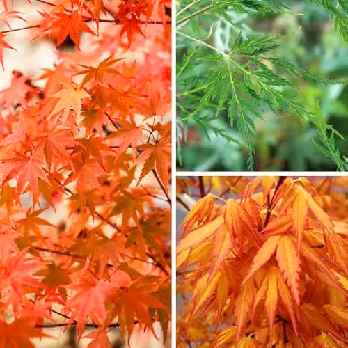YouGarden Acer palmatum Japanese Maple Collection, Set of Three Ornamental Trees: Phoenix, Katsura and Emerald Lace in 1.5L Pots