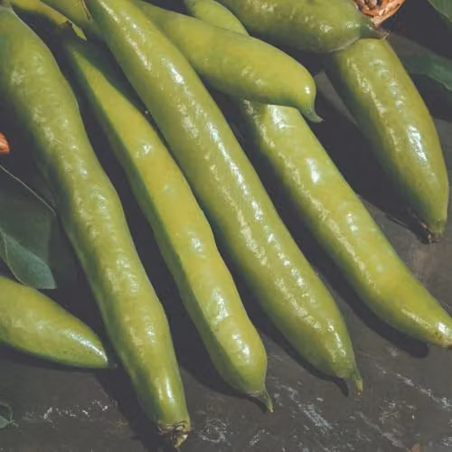 Thompson & Morgan Broad Bean Aquadulce Claudia Seeds, 30 White-Seeded Fava Bean Seeds for Autumn Sowing – 3