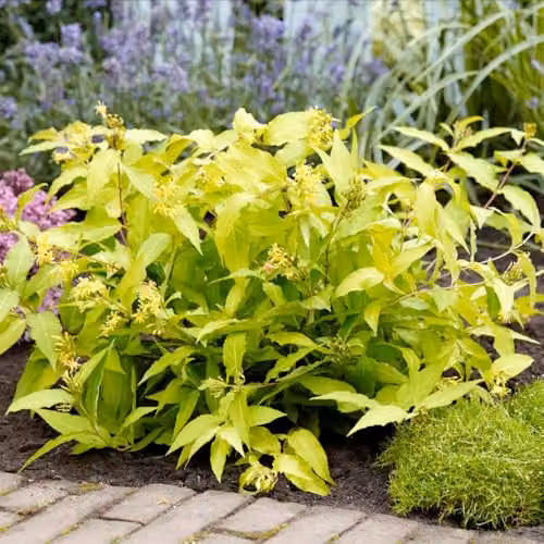 Thompson and Morgan Diervilla rivularis Honeybee Hardy Ornamental Shrub with Golden Foliage, 2 Litre Pot