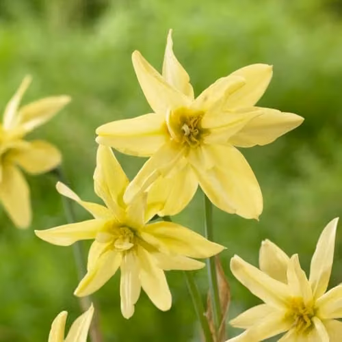 Thompson & Morgan Narcissus viridi Double Autumn-Flowering Daffodil Bulbs, 16 Bulbs, Lemon Yellow