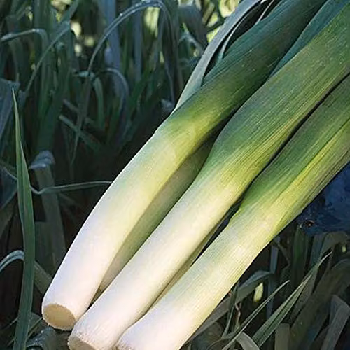Thompson & Morgan Mercurian Leek Seeds for Autumn Cropping, 75 Seeds per Packet – 1
