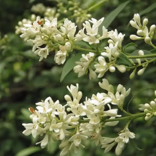 Thompson & Morgan Ligustrum vulgare Liga Privet Hedge Plant, 3 x 9cm Pots – 2
