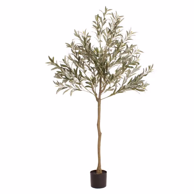 Scottish Everlastings Ltd 165 cm Green Mediterranean Olive Tree – 3