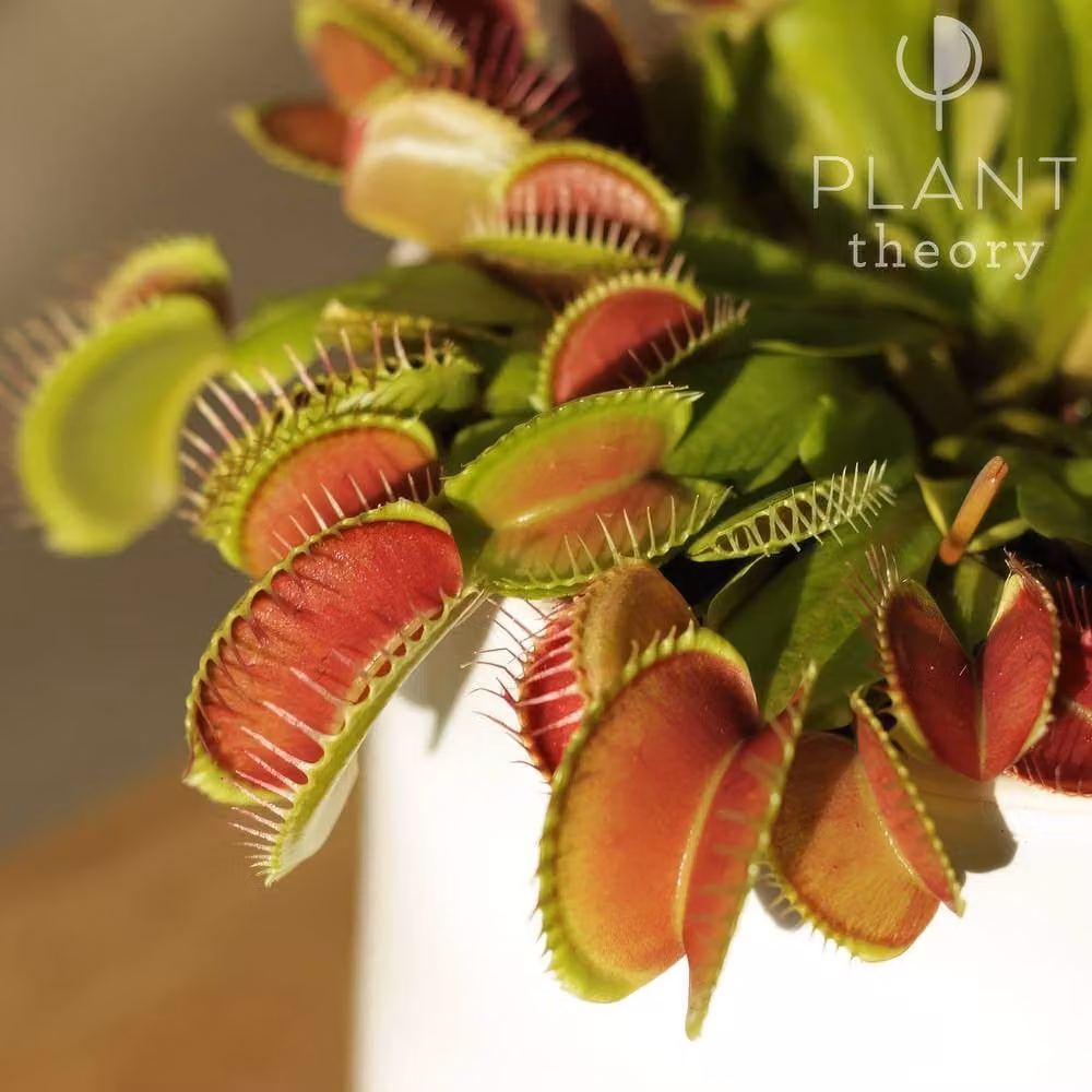Primrose Plant Theory Dionaea Muscipula Indoor Venus Fly Trap in a 12cm Pot – 2