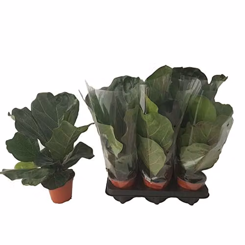 Thompson & Morgan Ficus Lyrata Fiddle Leaf Fig Indoor Potted Plant, Green, Pot Size: 12 cm – 2