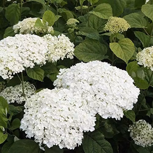 Thompson & Morgan Hardy Hydrangea Arborescens Strong Annabelle, White Deciduous Flowering Ornamental Shrub, 2 x 3L Pots