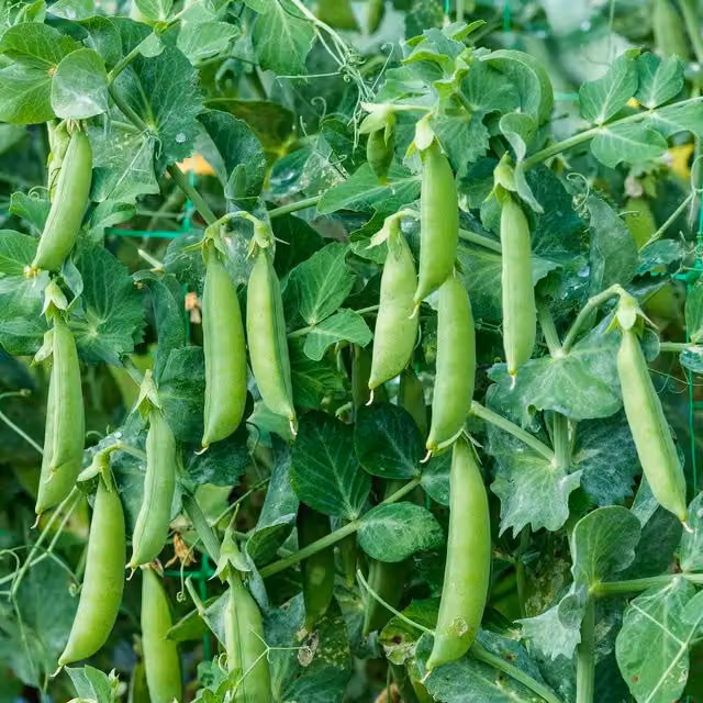 Marshalls Garden Sugar Sprint Sugarsnap Pea Seeds, 150 Seeds, Green Variety