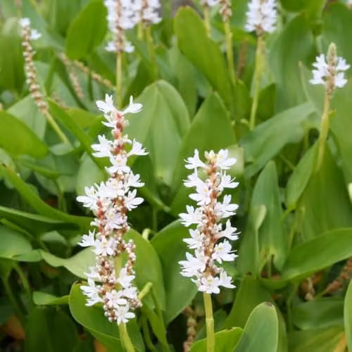 Thompson & Morgan Pontederia cordata Alba White Pickerel Weed Hardy Marginal Aquatic Pond Plant – 2