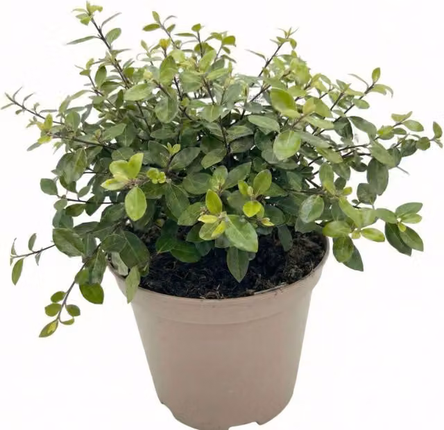 Plants By Post Pittosporum Pom Pom Evergreen Ornamental Shrub, Silver Green, 3L Pot