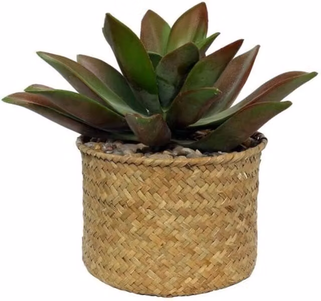 Botanica Potted Succulent in a Round Rattan Tabletop Pot, Green and Multicolour