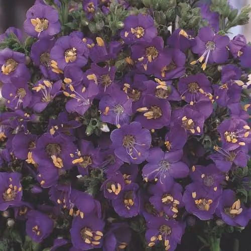 Thompson & Morgan Polemonium boreale Heavenly Habit Perennial Flower Seeds with Blue and Purple Flowers
